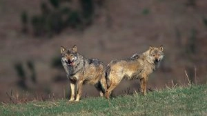 Continua l'allarme per gli attacchi dei lupi nel Grossetano (Foto di repertorio) Continua l'allarme per gli attacchi dei lupi nel Grossetano (Foto di repertorio)