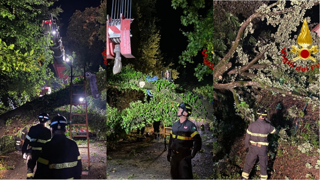 L'albero caduto a Barberino Valdelsa L'albero caduto a Barberino Valdelsa