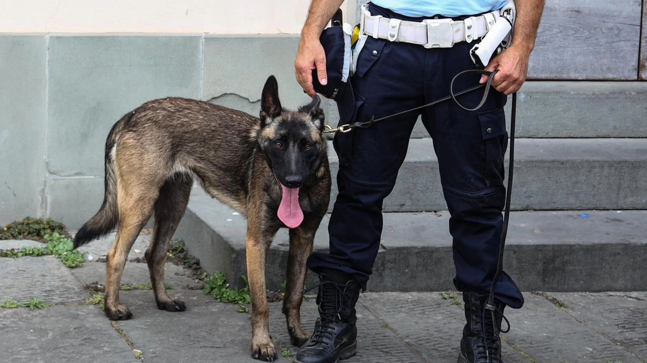 Il cane detective veterano Noa accompagnato da un agente della polizia municipale Il cane detective veterano Noa accompagnato da un agente della polizia municipale