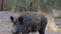 Otto carcasse nei boschi di Guinadi. Indagini per scovare la positività alla Psa Otto carcasse nei boschi di Guinadi. Indagini per scovare la positività alla Psa
