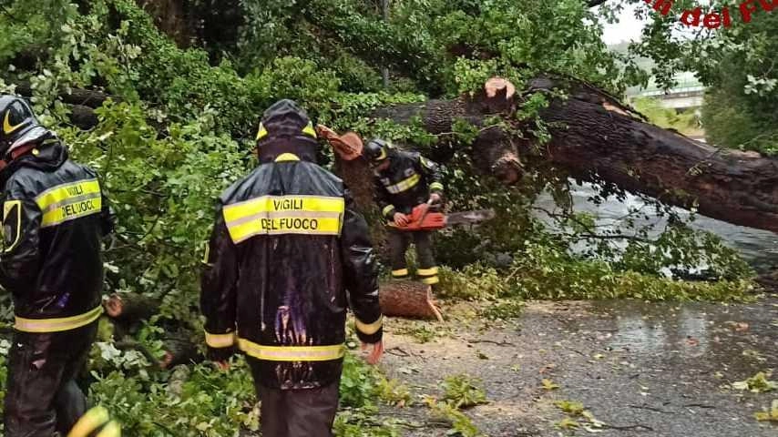 L’albero caduto ieri pomeriggio in via Tre Venezie, a Terni Episodi simili si sono verificati anche in provincia di Perugia L’albero caduto ieri pomeriggio in via Tre Venezie, a Terni Episodi simili si sono verificati anche in provincia di Perugia