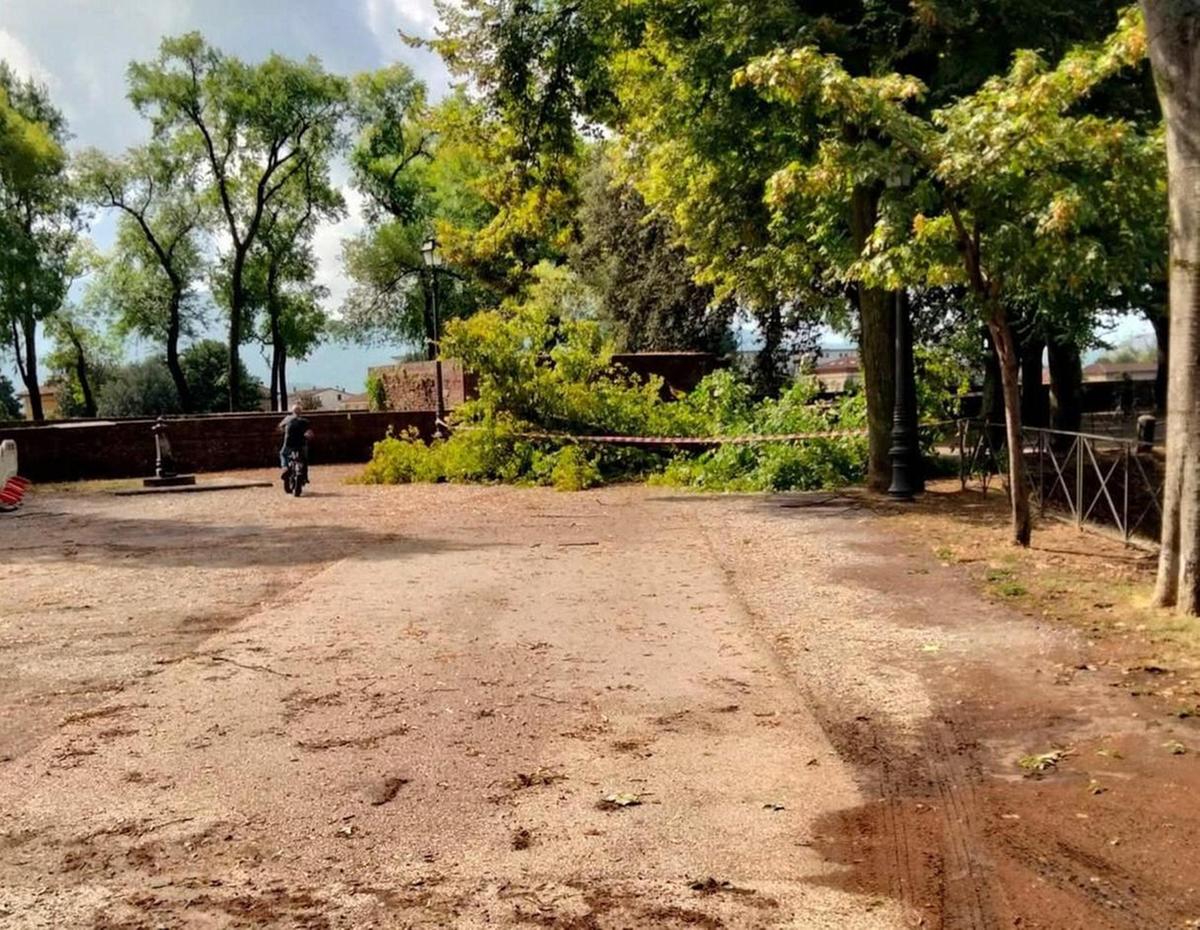 il piccolo uragano spaventa lucca alberi caduti e rami spezzati danneggiata una storica sequoia
