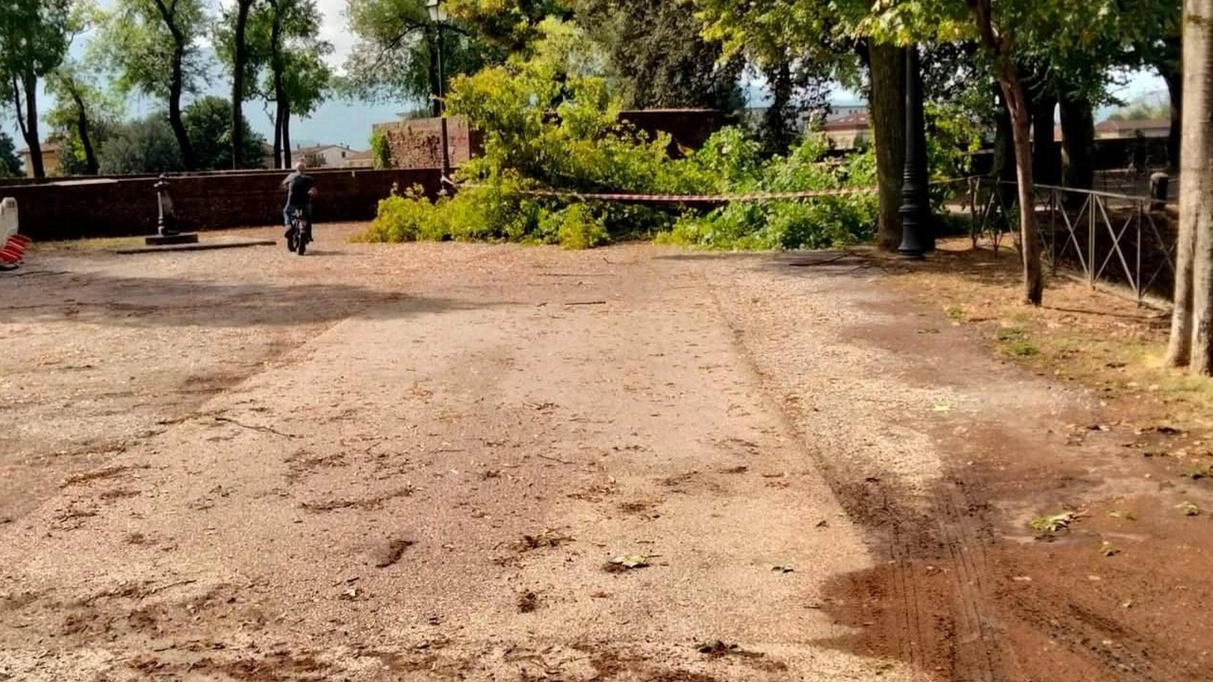 Colpito da forti raffiche di vento tutto il centro storico e in particolare le Mura dove sono crollati quattro grossi alberi: due cedri, un tiglio e un platano, ma il danno più grosso è stato all’orto botanico. Colpito da forti raffiche di vento tutto il centro storico e in particolare le Mura dove sono crollati quattro grossi alberi: due cedri, un tiglio e un platano, ma il danno più grosso è stato all’orto botanico.