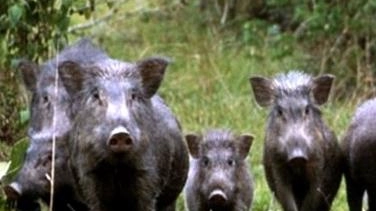 Una delle tante famiglie di cinghiali che da tempo imperversano in Lunigiana creando spesso problemi sia agli agricoltori che agli abitanti a causa dei danni nei terreni e in tutto ciò che capita loro a tiro Una delle tante famiglie di cinghiali che da tempo imperversano in Lunigiana creando spesso problemi sia agli agricoltori che agli abitanti a causa dei danni nei terreni e in tutto ciò che capita loro a tiro