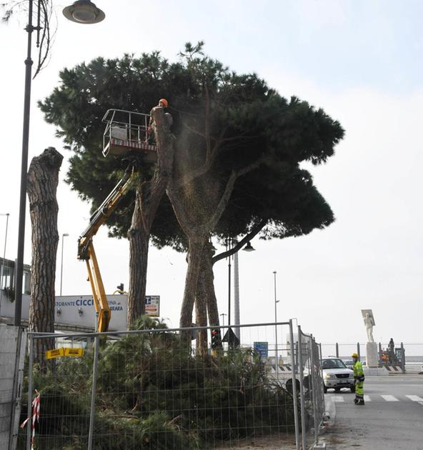 Il verde In arrivo duecento nuovi alberi Il verde In arrivo duecento nuovi alberi