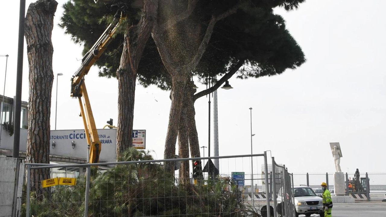 Il taglio dei pini sul viale Colombo a Marina. Saranno presto sostituiti con nuovi alberi Il taglio dei pini sul viale Colombo a Marina. Saranno presto sostituiti con nuovi alberi