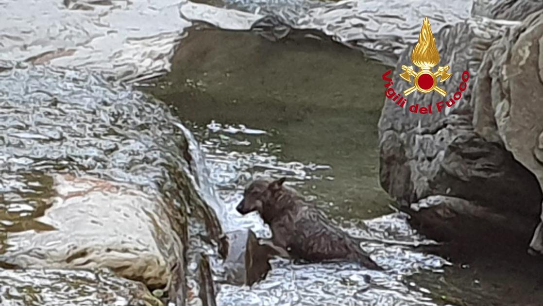 Lupo salvato dalle acque del Rovigo. “Era senza forze” Lupo salvato dalle acque del Rovigo. “Era senza forze”