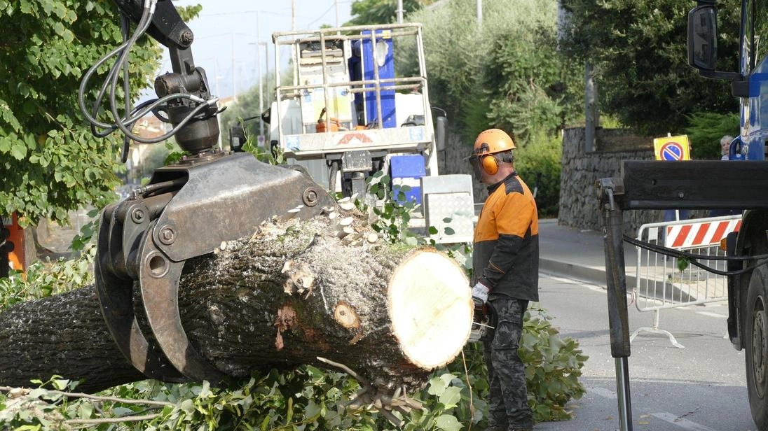 Il taglio dei tigli di via Firenze è cominciato lunedì (foto Attalmi) Il taglio dei tigli di via Firenze è cominciato lunedì (foto Attalmi)