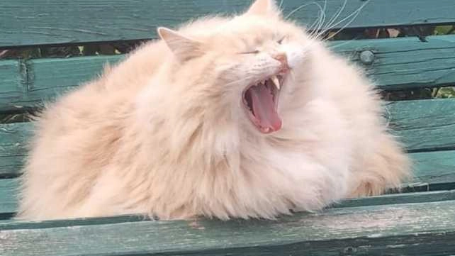 Ecco. il gatto che ricorda. Hiro, scomparso a Spoleto un anno e mezzo fa. mentre l’attore girava le scene della fiction. Don Matteo Ecco. il gatto che ricorda. Hiro, scomparso a Spoleto un anno e mezzo fa. mentre l’attore girava le scene della fiction. Don Matteo