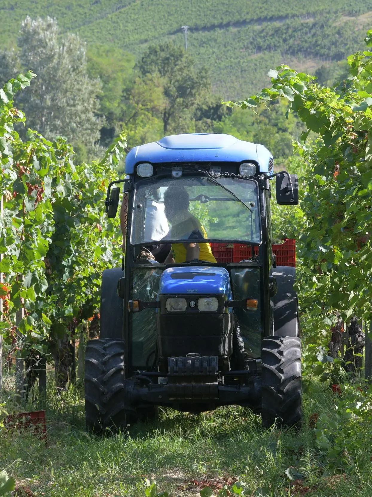 Il sessantottino del vino. Investe sul naturale nei vigneti di Bolgheri: "Rivoluzione tra i filari"