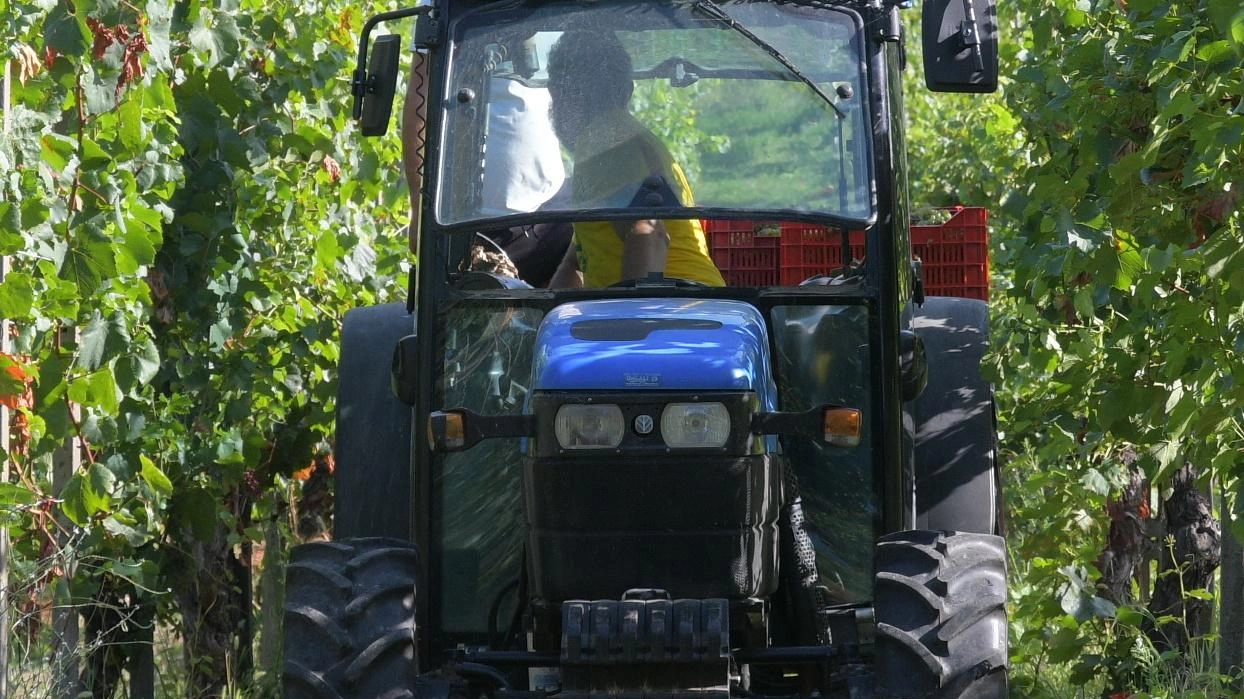 L’impresa del vignaiolo pisano Matteo Niccolai per un ritorno al passato "Diminuire l’intervento dell’uomo per un prodotto artigianale di qualità. Rispetto dell’ambiente e dei cicli naturali contro le logiche di mercato" .