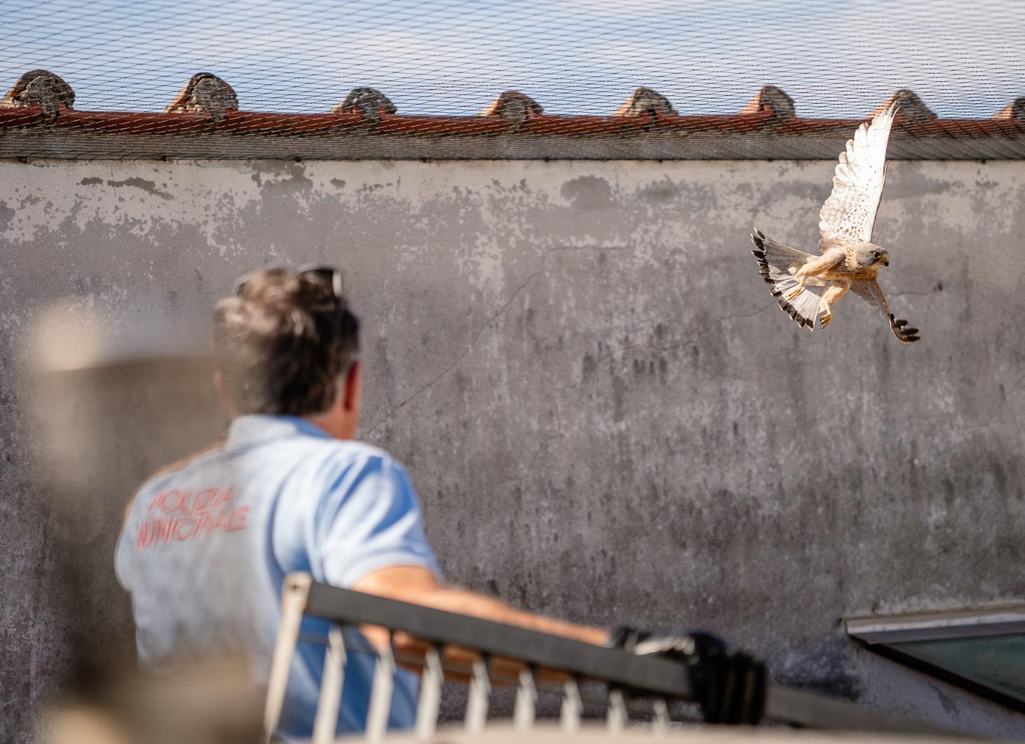 Falco intrappolato sul tetto. Liberato dalla Municipale Falco intrappolato sul tetto. Liberato dalla Municipale