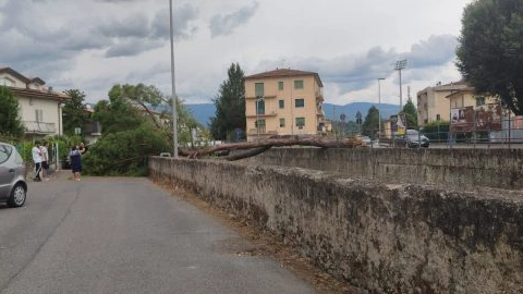L'albero caduto L'albero caduto
