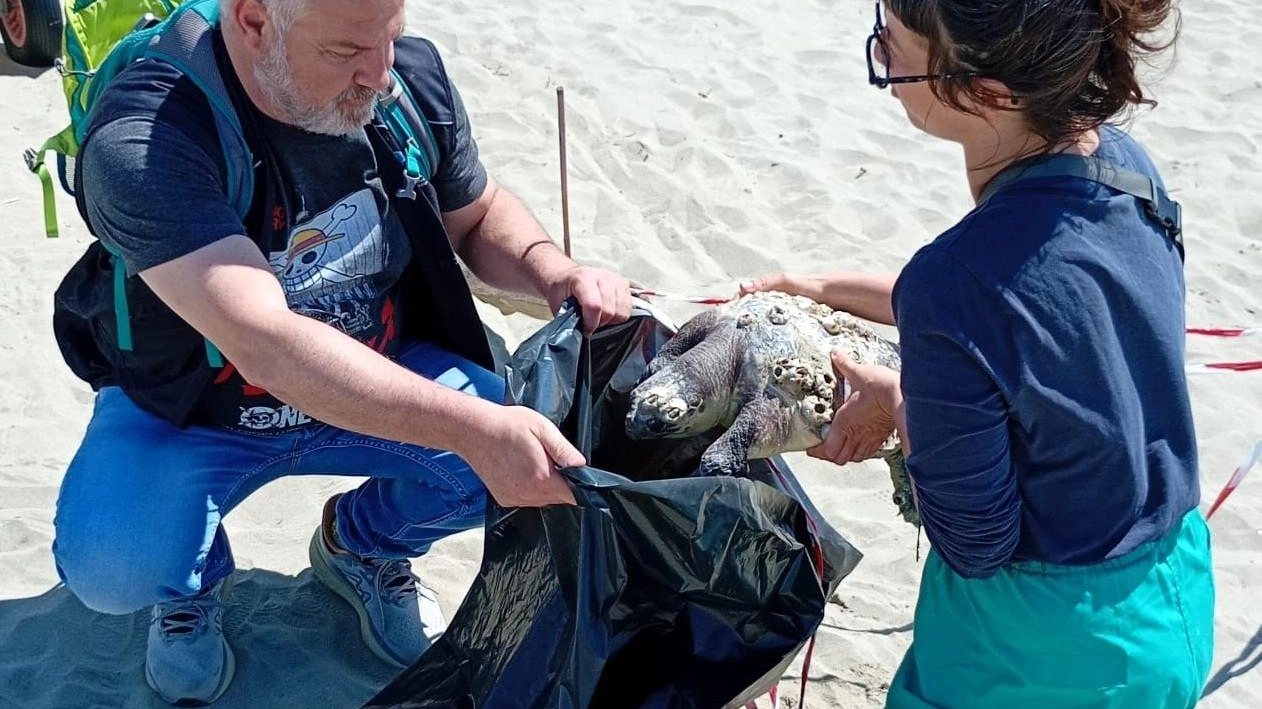 I volontari del centro recupero tartarughe marine Wwf di Ronchi, con sede a. Massa I volontari del centro recupero tartarughe marine Wwf di Ronchi, con sede a. Massa