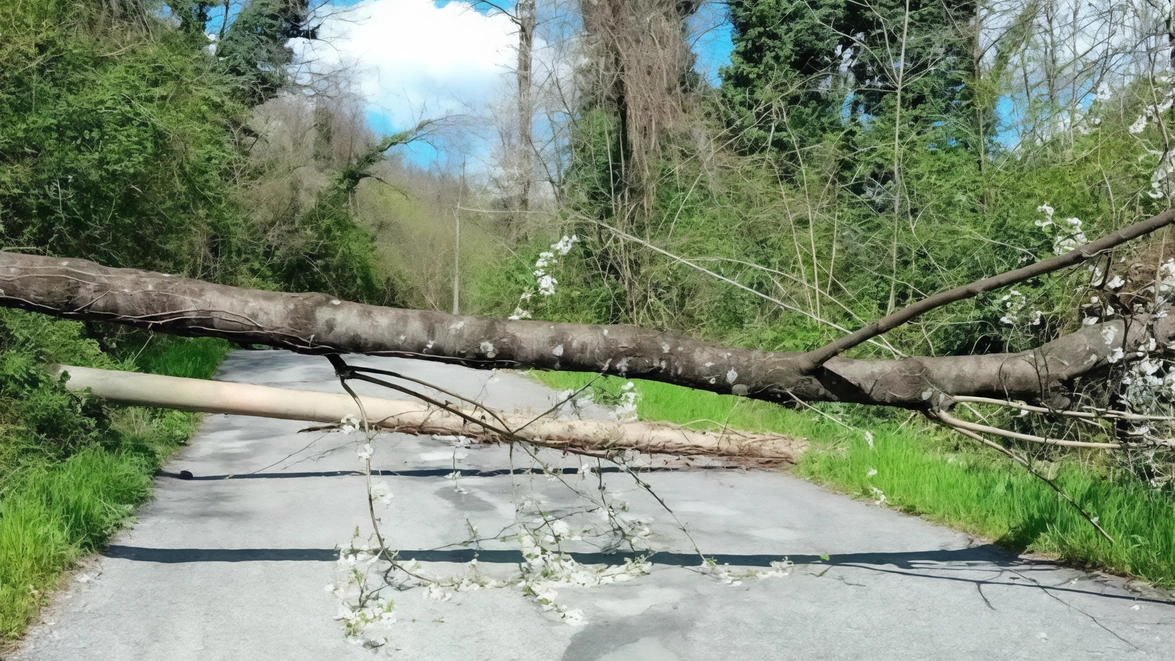 Il ciliegio che ha bloccato la strada di Guinadi e abbattuto un palo della luce