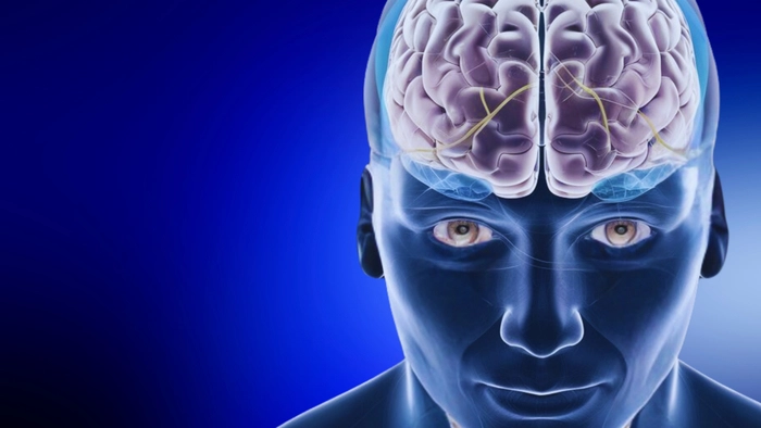 Il cervello non va in vacanza: ecco come proteggerlo durante l'estate (Foto Ansa) Il cervello non va in vacanza: ecco come proteggerlo durante l'estate (Foto Ansa)