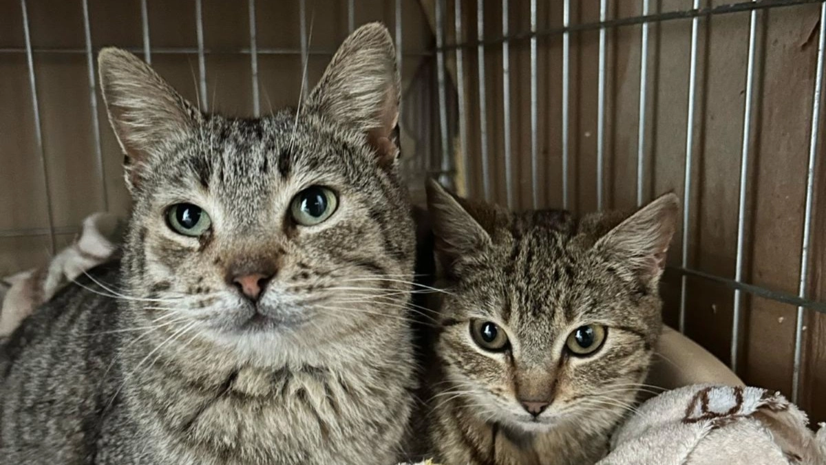 I due gattini in cerca di casa: Nocciolina e Paciocco