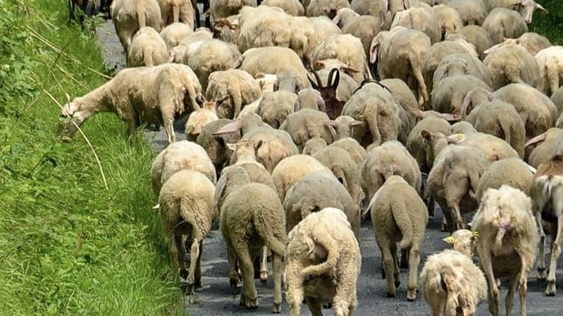 Predatori minacciano la pastorizia maremmana: pecora uccisa e danni costanti. Allevatori in difficoltà, rischio chiusura aziende. Predatori minacciano la pastorizia maremmana: pecora uccisa e danni costanti. Allevatori in difficoltà, rischio chiusura aziende.