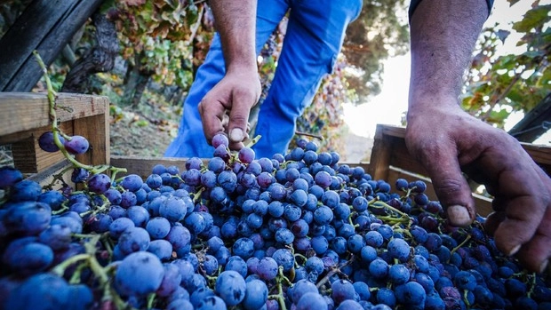 Vendemmia anticipata a causa del caldo (Foto Ansa) Vendemmia anticipata a causa del caldo (Foto Ansa)