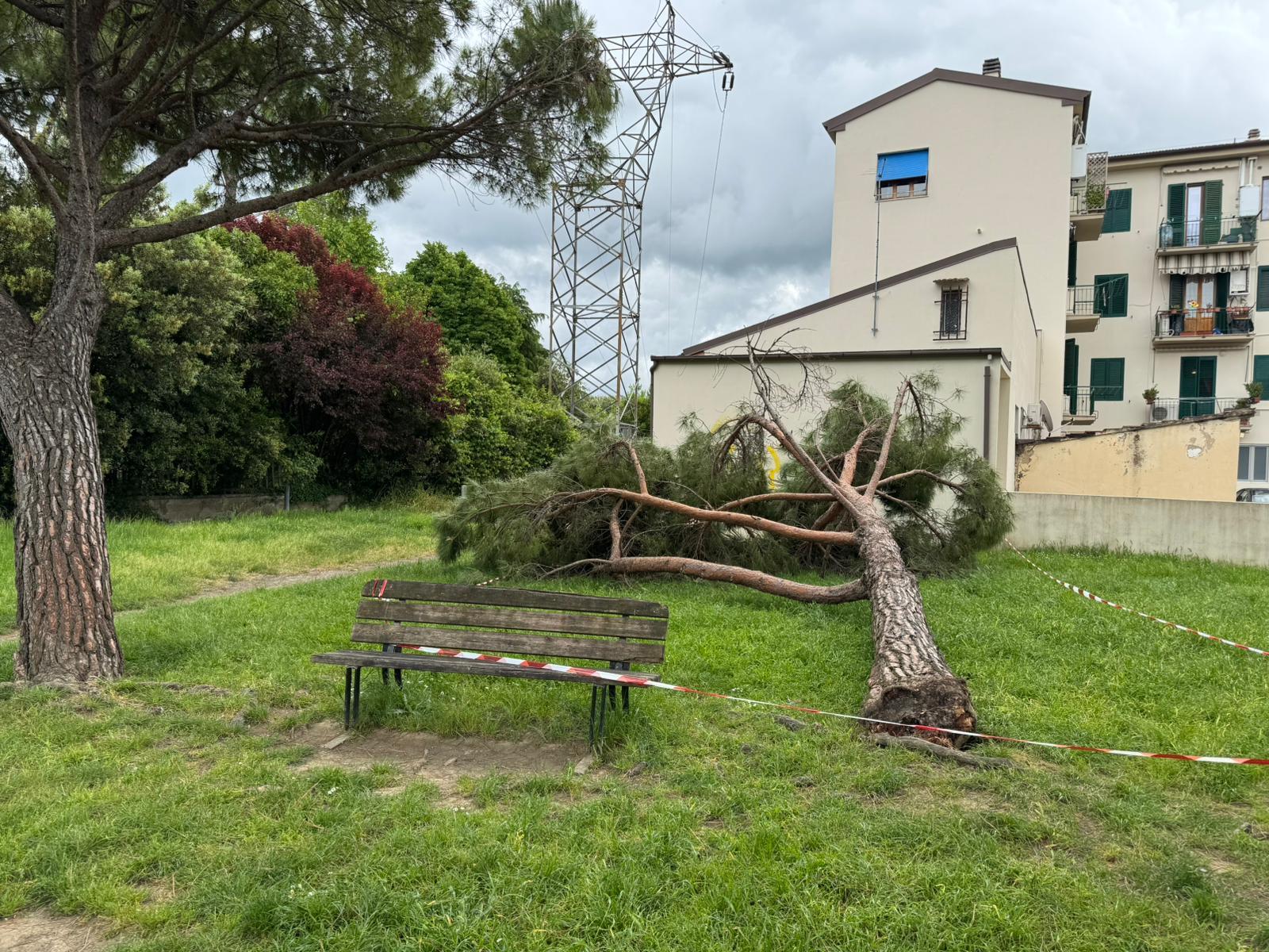 Empoli, cade grosso pino in un parco a causa del maltempo Empoli, cade grosso pino in un parco a causa del maltempo