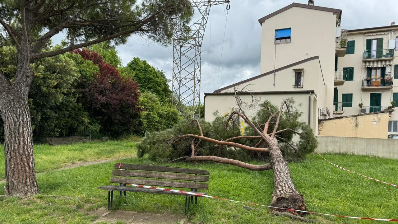 Il grosso pino caduto nella zona di Ponzano a Empoli Il grosso pino caduto nella zona di Ponzano a Empoli