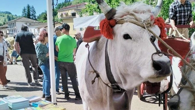 La fiera di San Giuseppe. La festa comunitaria di Vernio conserva il fascino della cultura contadina e torna dopo un’attesa di quasi due mesi dovuta alle allerte meteo La fiera di San Giuseppe. La festa comunitaria di Vernio conserva il fascino della cultura contadina e torna dopo un’attesa di quasi due mesi dovuta alle allerte meteo