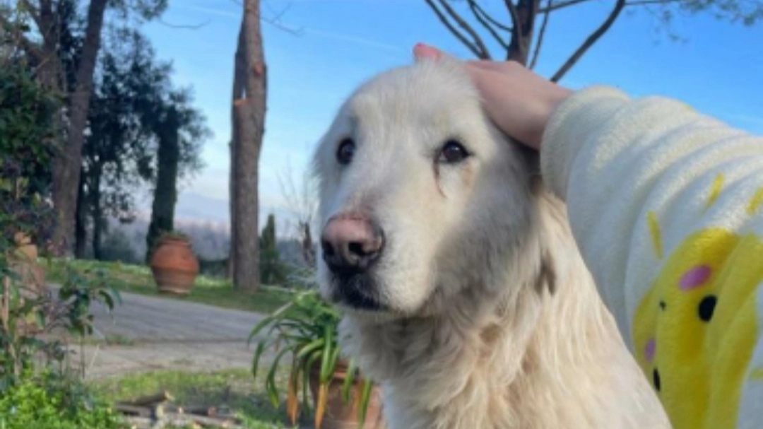 La storia del cane Mimì: scappa da Pontedera e viene ritrovato nel grossetano La storia del cane Mimì: scappa da Pontedera e viene ritrovato nel grossetano