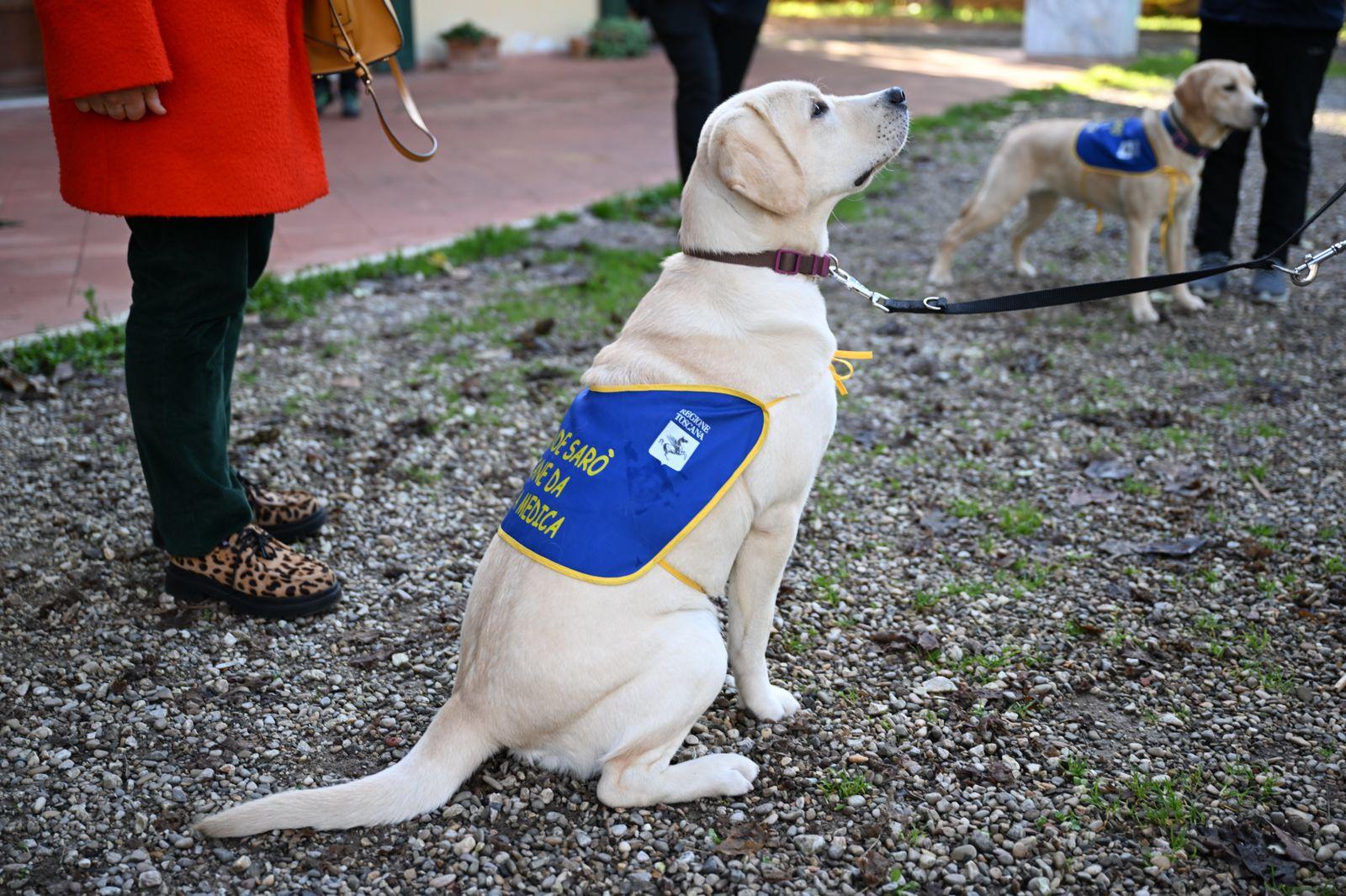 i labrador salvavita dei pazienti diabetici in toscana il servizio si estende agli adulti da Lanazione.it i labrador salvavita dei pazienti diabetici in toscana il servizio si estende agli adulti