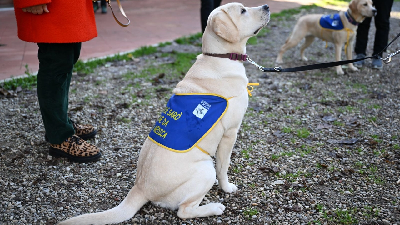 Diabete, si potenzia il servizio di aiuto con i cani “salvavita” Diabete, si potenzia il servizio di aiuto con i cani “salvavita”