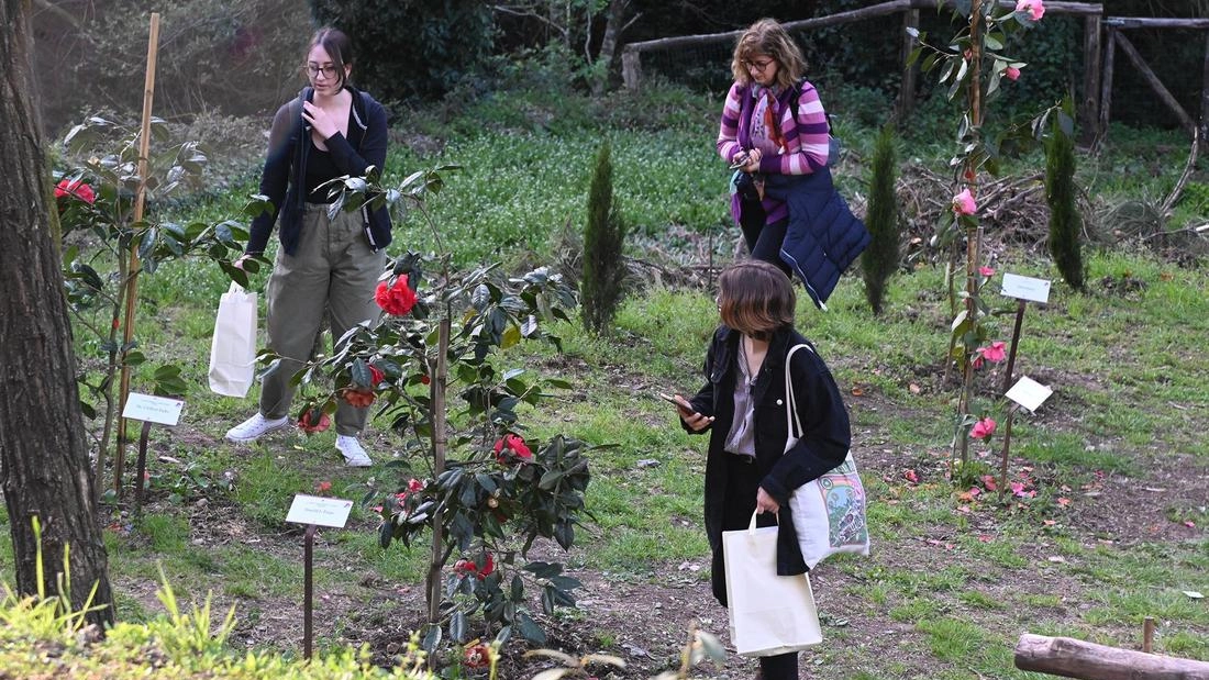 Una ragazza fotografa una pianta di camelie in una passata edizione della mostra dedicata al fiore orientale Una ragazza fotografa una pianta di camelie in una passata edizione della mostra dedicata al fiore orientale