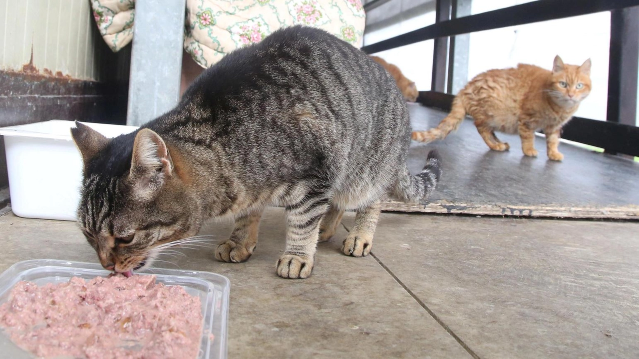 I gatti sono ospitati in due strutture convenzionate dello Spezzino I gatti sono ospitati in due strutture convenzionate dello Spezzino