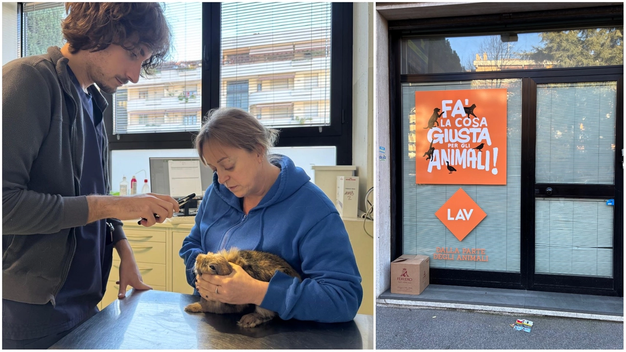 Il coniglio nelle mani dei volontari Lav e a destra la scatola in cui è stato abbandonato Il coniglio nelle mani dei volontari Lav e a destra la scatola in cui è stato abbandonato