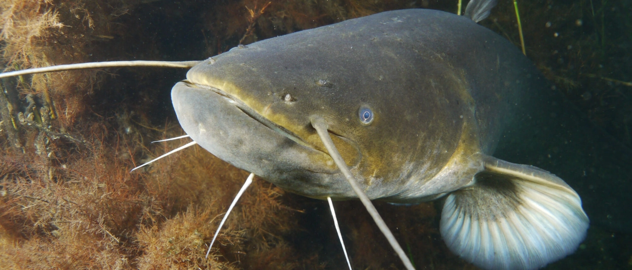 Ambiente: approvata mozione per mitigare l’impatto del pesce siluro nelle acque toscane