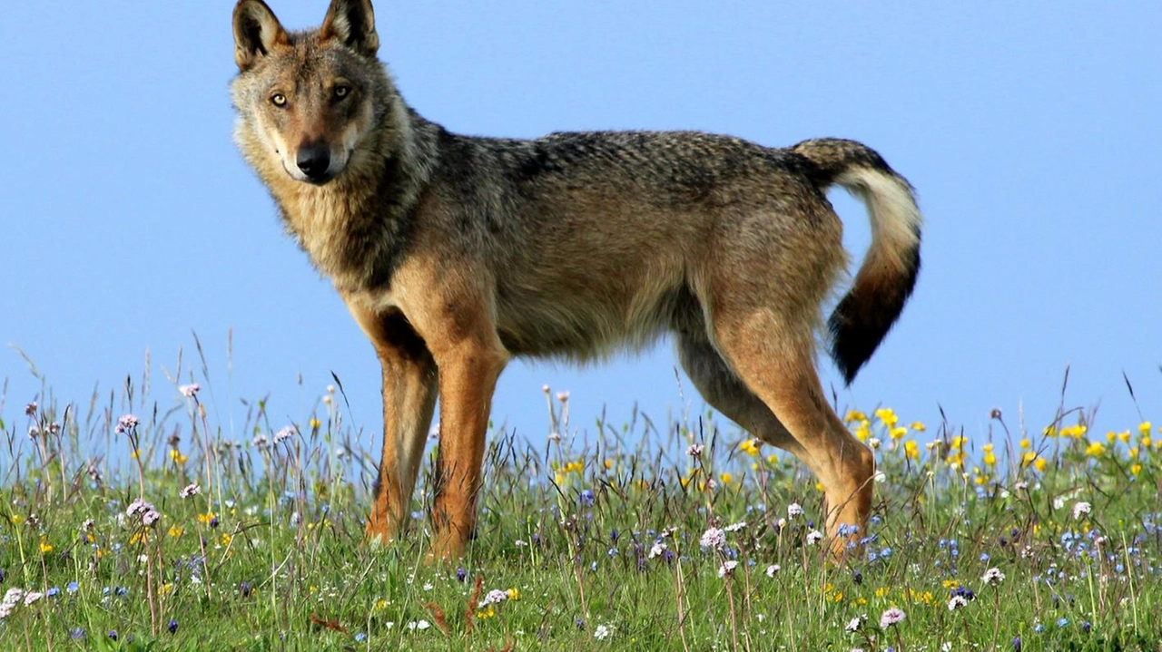 Un esemplare di lupo che è anche una specie protetta Un esemplare di lupo che è anche una specie protetta