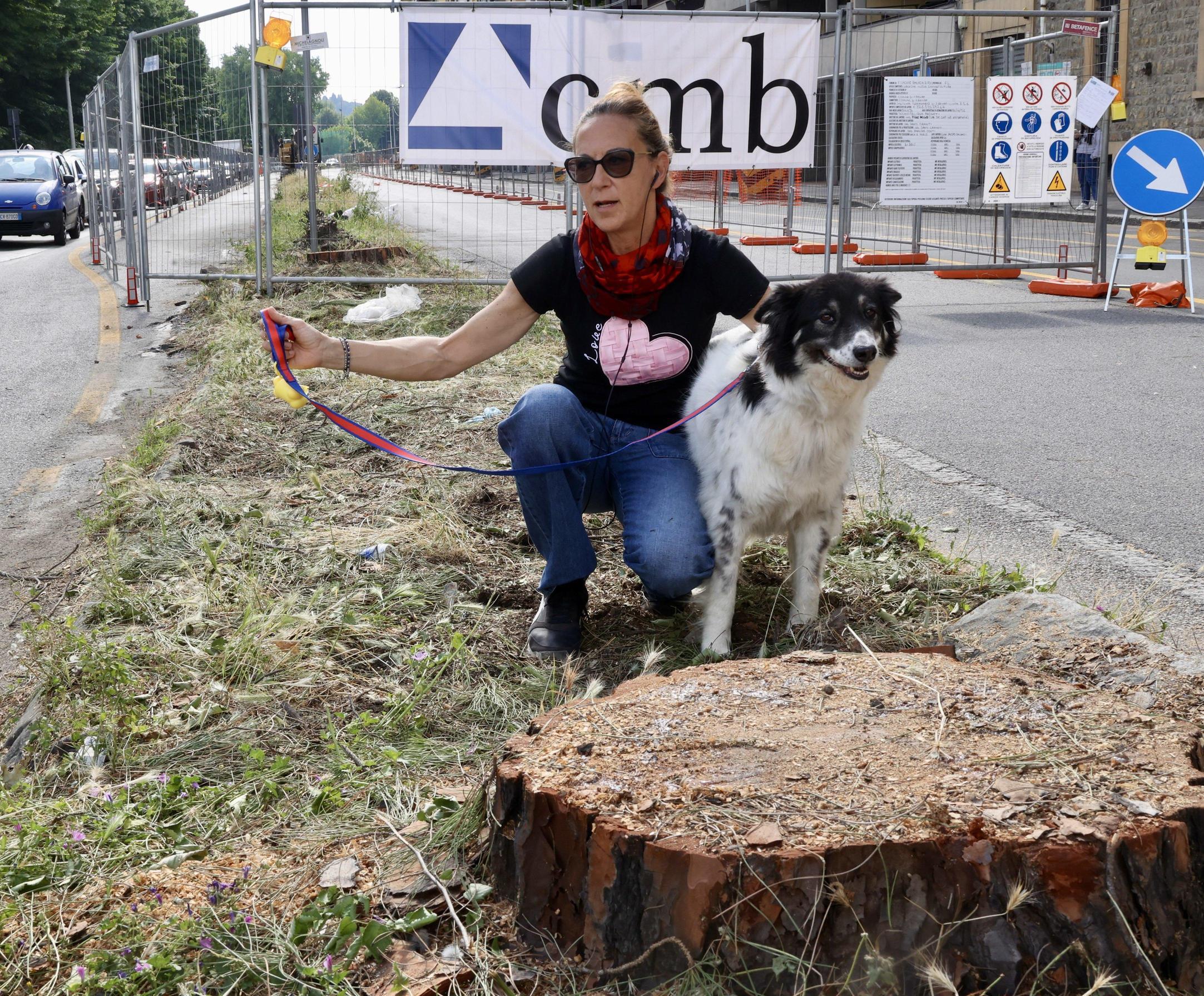 Alberi giù per i cantieri del tram: "Ma solo vicino alle fermate. Cento piante in più a chilometro" Alberi giù per i cantieri del tram: "Ma solo vicino alle fermate. Cento piante in più a chilometro"