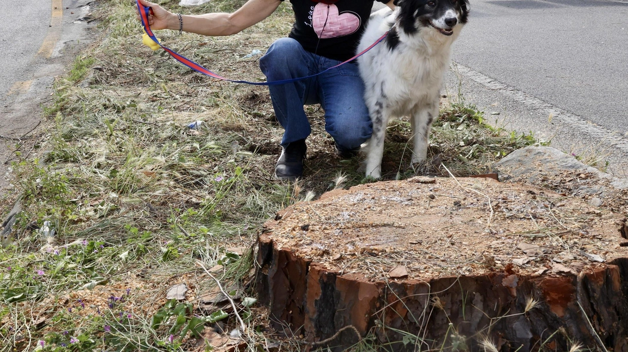 Dopo gli abbattimenti in viale Giannotti e a Bellariva l’assessore Giorgio fa il punto sul verde "Dispiace ma erano interventi necessari, alla fine dei lavori una città più ecologica". Dopo gli abbattimenti in viale Giannotti e a Bellariva l’assessore Giorgio fa il punto sul verde "Dispiace ma erano interventi necessari, alla fine dei lavori una città più ecologica".