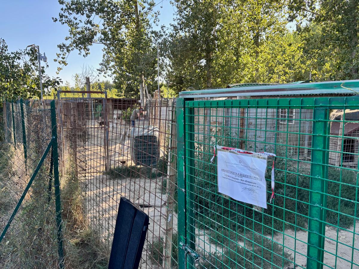 Sequestrato rifugio abusivo, blitz dei carabinieri forestali: sos per cani e altri animali Sequestrato rifugio abusivo, blitz dei carabinieri forestali: sos per cani e altri animali