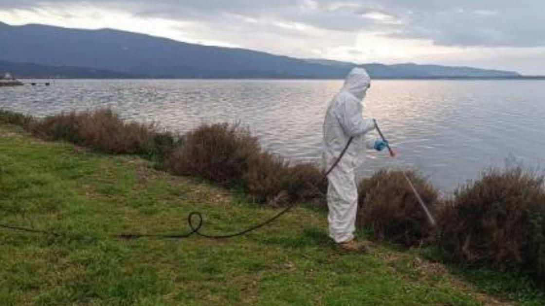 moscerini a orbetello arpat   in aumento per via della moria di pesci nella laguna