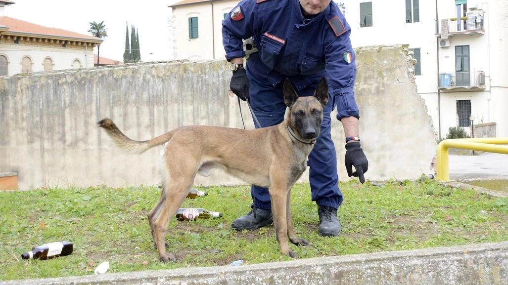 Servizi mirati in città con le unità cinofile della Polizia municipale Servizi mirati in città con le unità cinofile della Polizia municipale