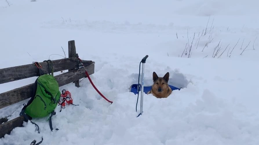 La neve non ha fermato il cane di Anpana presente al corso di FederMontagna