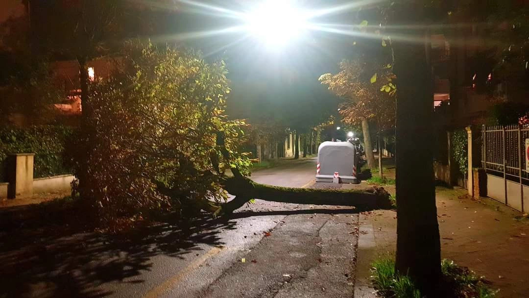 L’ippocastano è crollato in viale Magnani, per fortuna senza feriti L’ippocastano è crollato in viale Magnani, per fortuna senza feriti