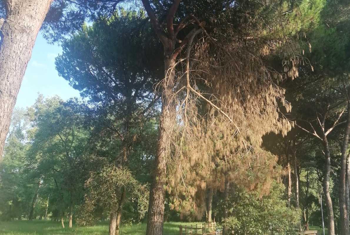 https://www.lanazione.it/image-service/view/acePublic/alias/contentid/NGRhZmMyYzUtODdkYS00/0/i-polmoni-verdi-tra-tagli-e-cadute-appello-per-salvaguardare-le-pinete.jpeg?f=1.91:1&w=1200