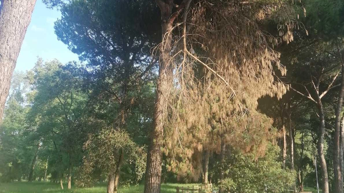 La situazione dei rami degli alberi in pineta di Ponente denunciata da Italia Nostra per la scarsa manutenzione e messa in sicurezza del verde