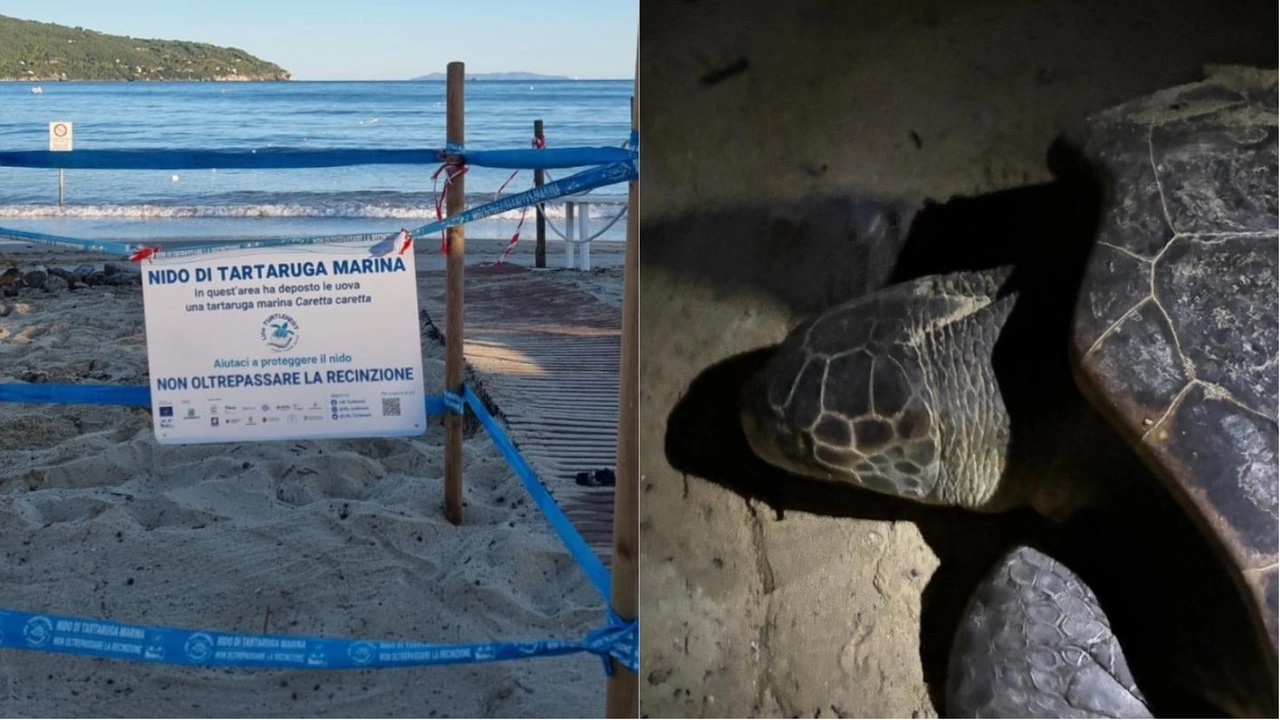 Il luogo dove la tartaruga ha deposto le uova