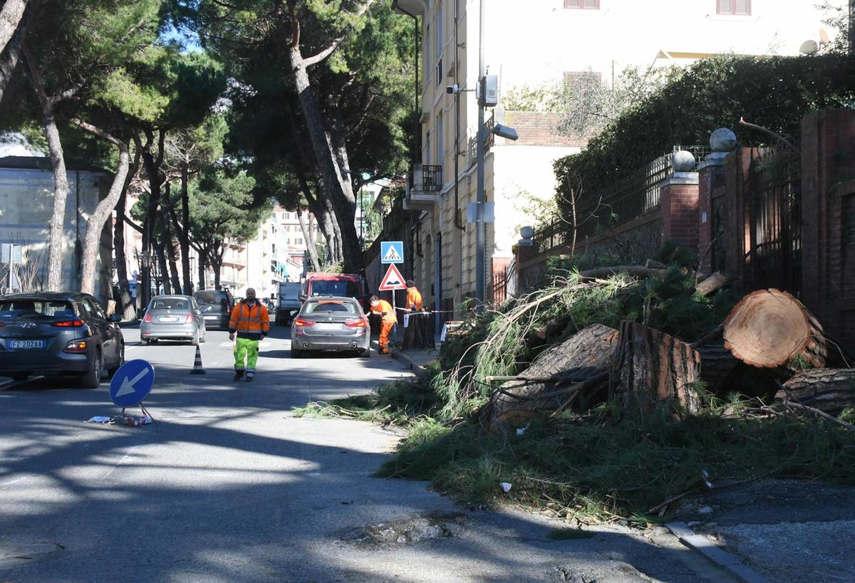 Pini recisi a San Ceccardo. Scattano le denunce