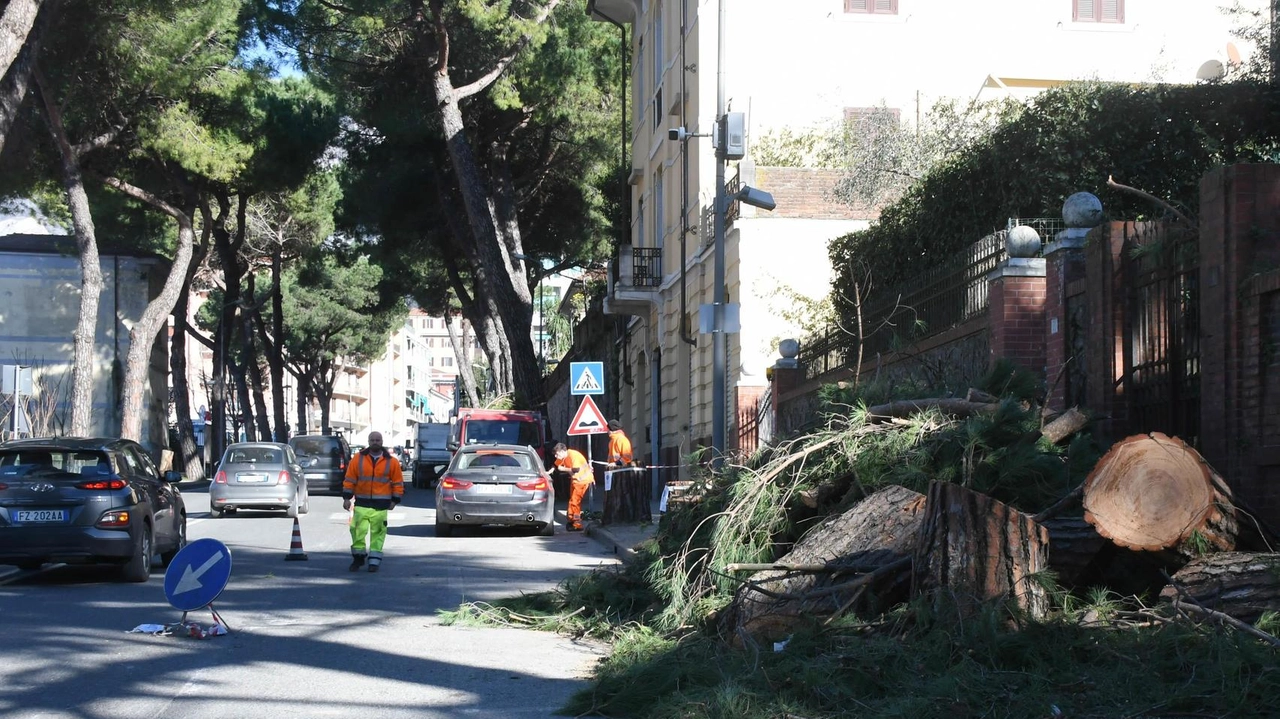 Numerose polemiche e lamentele dei cittadini per i pini tagliati a San Ceccardo Numerose polemiche e lamentele dei cittadini per i pini tagliati a San Ceccardo