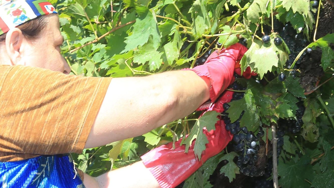 Inquietudine per chi coltiva viti e olivi: "Rischiamo grossi danni"