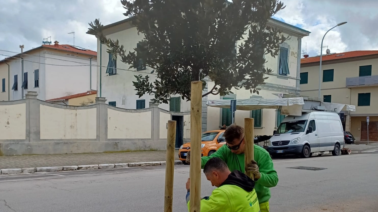 Un albero messo a dimora Un albero messo a dimora
