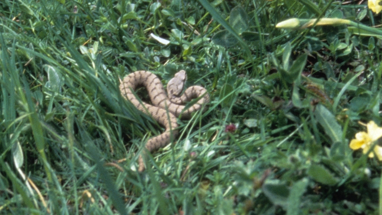 Una vipera Una vipera