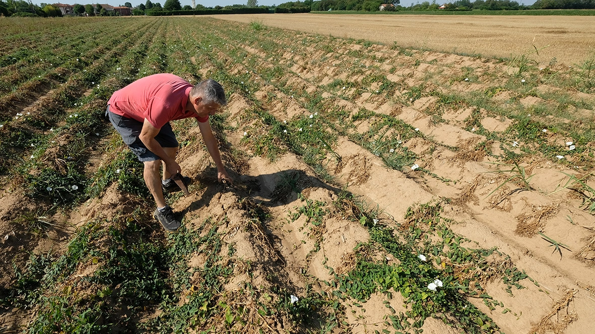 Un campo a secco (Foto Radaelli) Un campo a secco (Foto Radaelli)